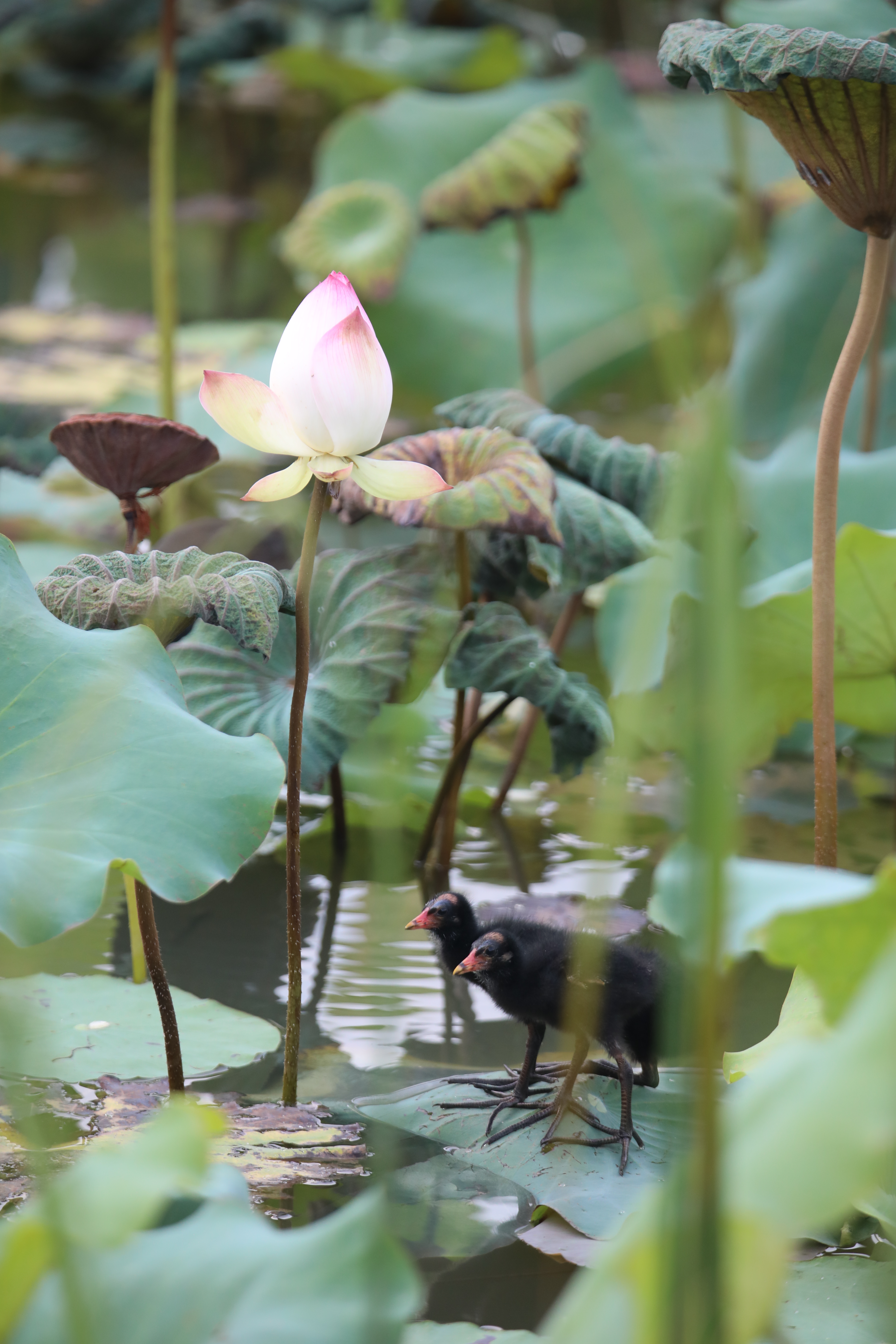 023荷美南湖生态家园 潘弈安.JPG