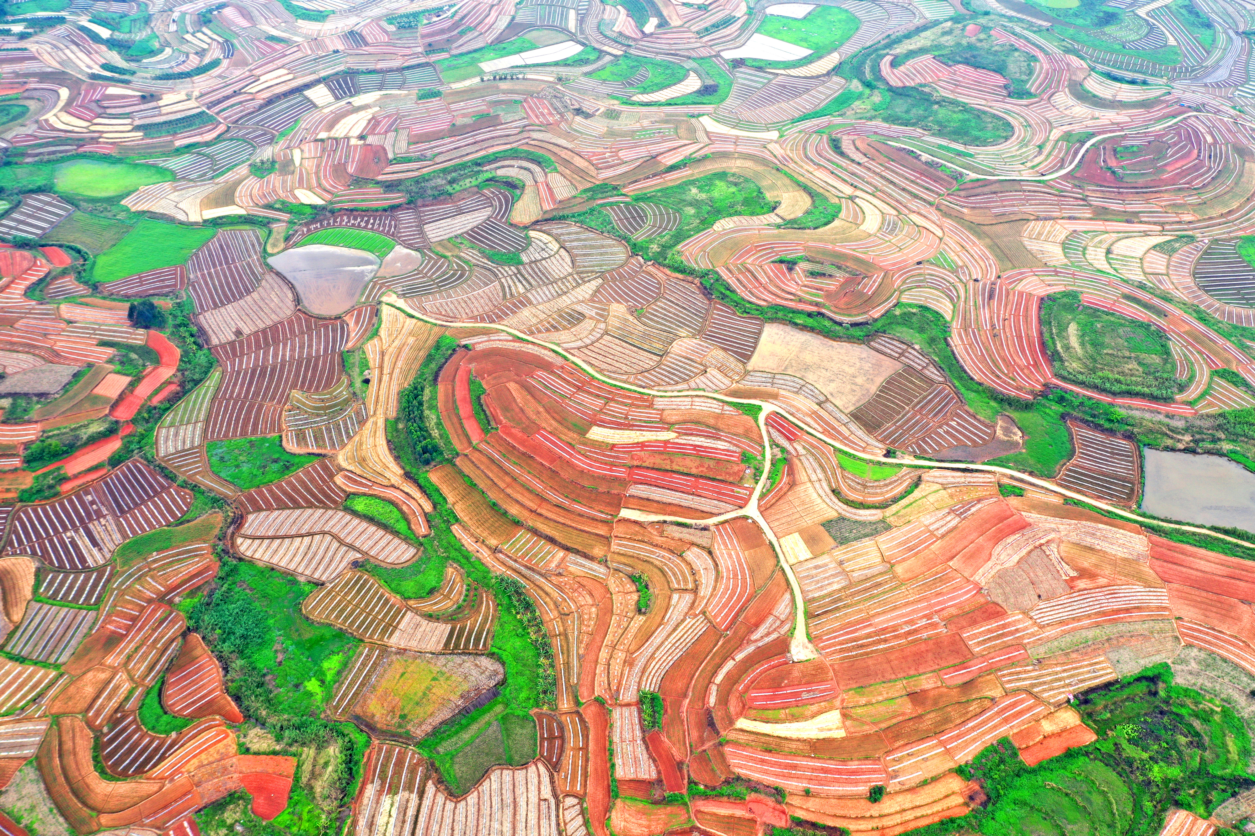 020多彩田园 王坚.jpg